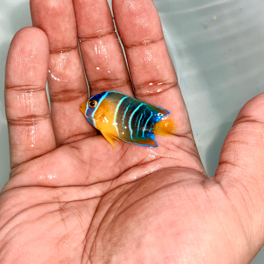 Queen angel juvenile 2" (Holacanthus ciliaris)