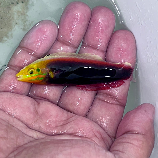 Radiant wrasse 2.5-3.5” (Halichoeres iridis)