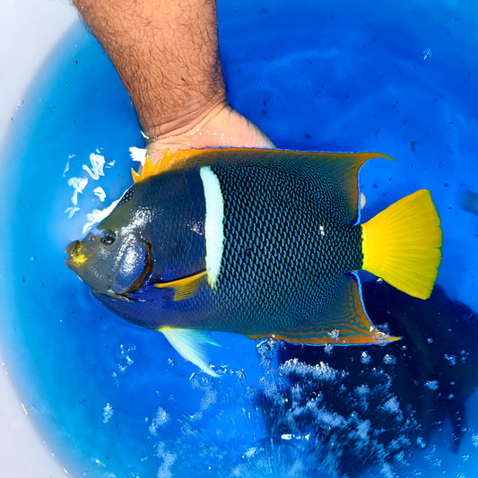 Passer angelfish 11” (Holacanthus passer)