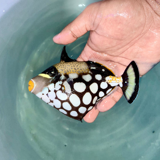 Clown trigger 6” (Balistoides conspicillum)