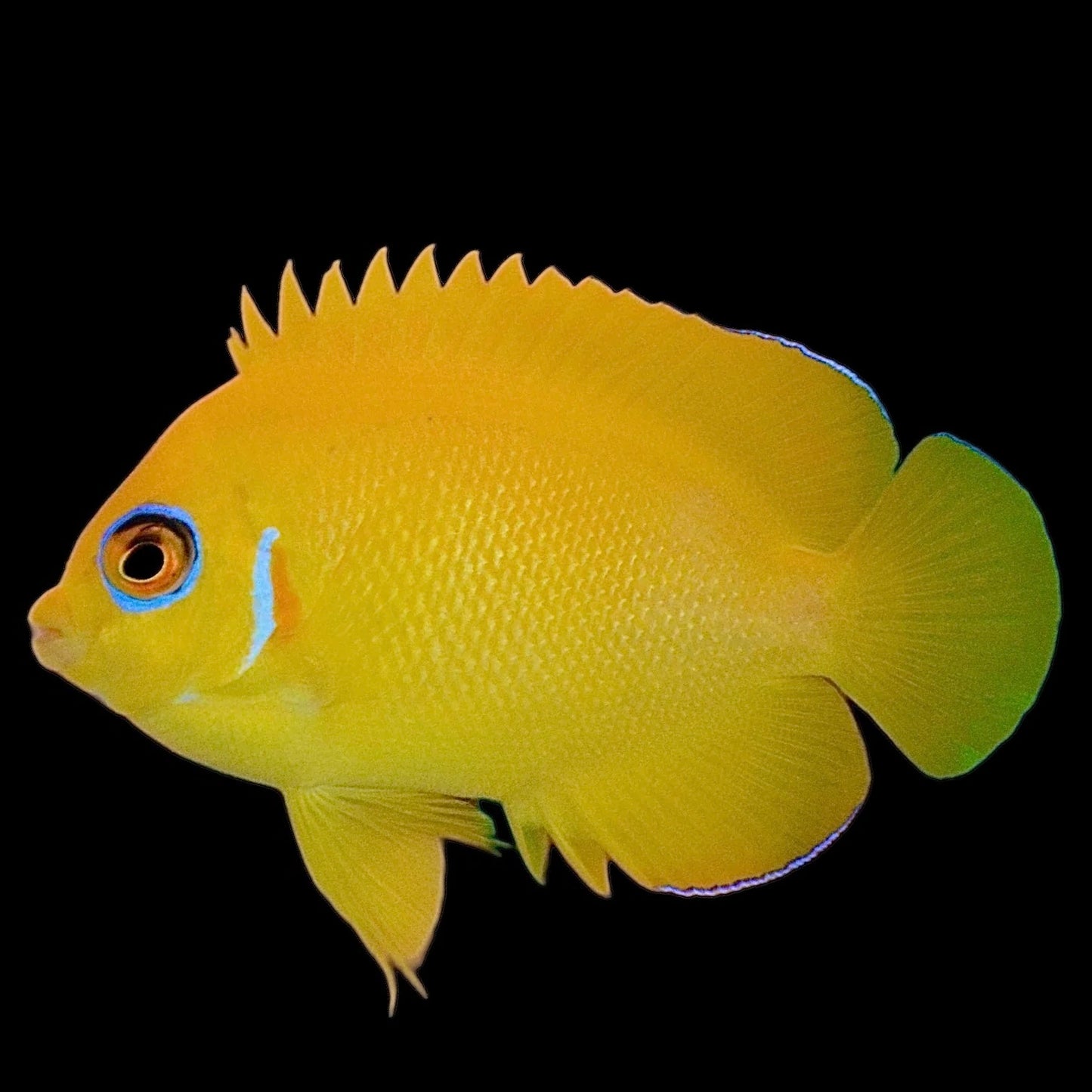 Lemonpeel Angelfish 2-3”
(Centropyge flavissima)