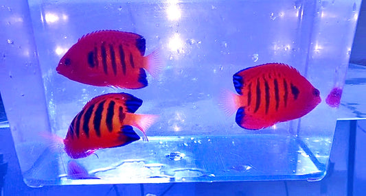 Christmas Island Flame Angel Trio (Centropyge loricula)