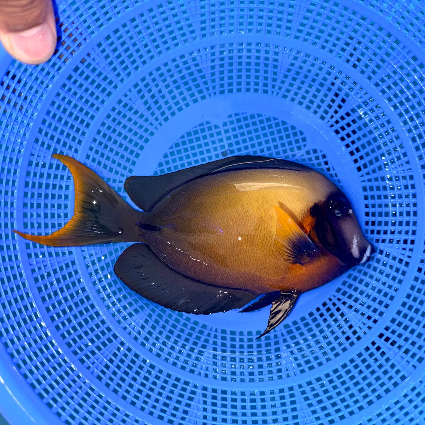 Chocolate Tang 7-7.5” (Acanthurus pyroferus)