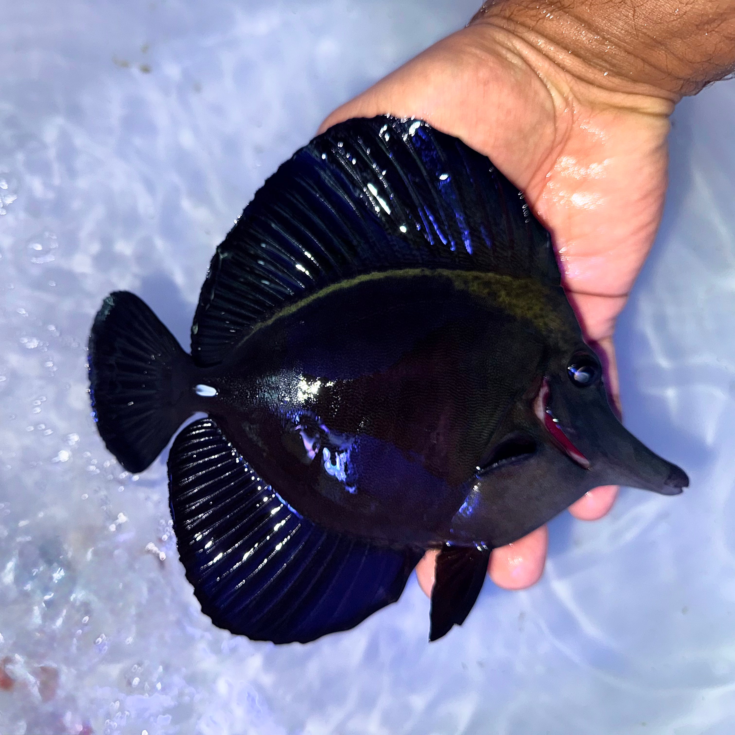 Black tang 6-7” (Zebrasoma rostratum) – Tropical tides aquatics