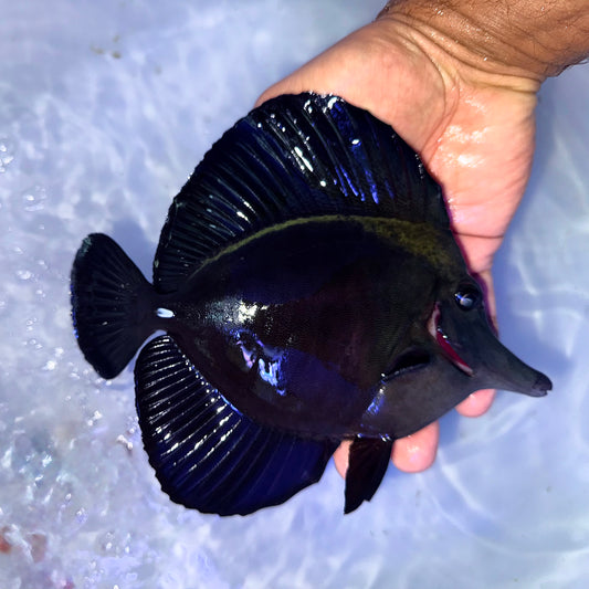Black tang 6-7” (Zebrasoma rostratum)