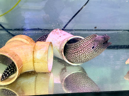 Brazilian Dragon Eel ~24” (Muraena Pavonina)