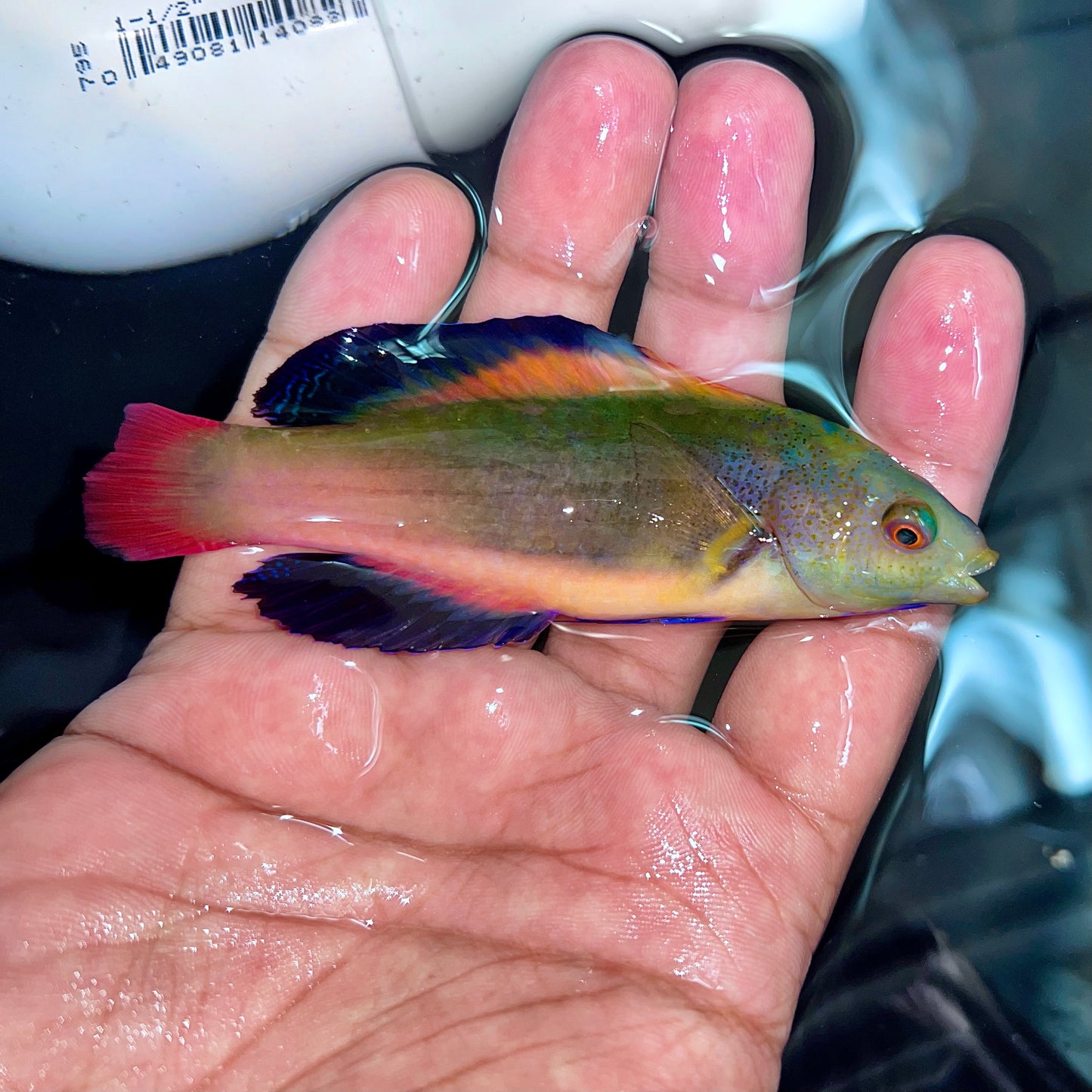 Aussie Scott’s fairy wrasse 4” (Cirrhilabrus scottorum)