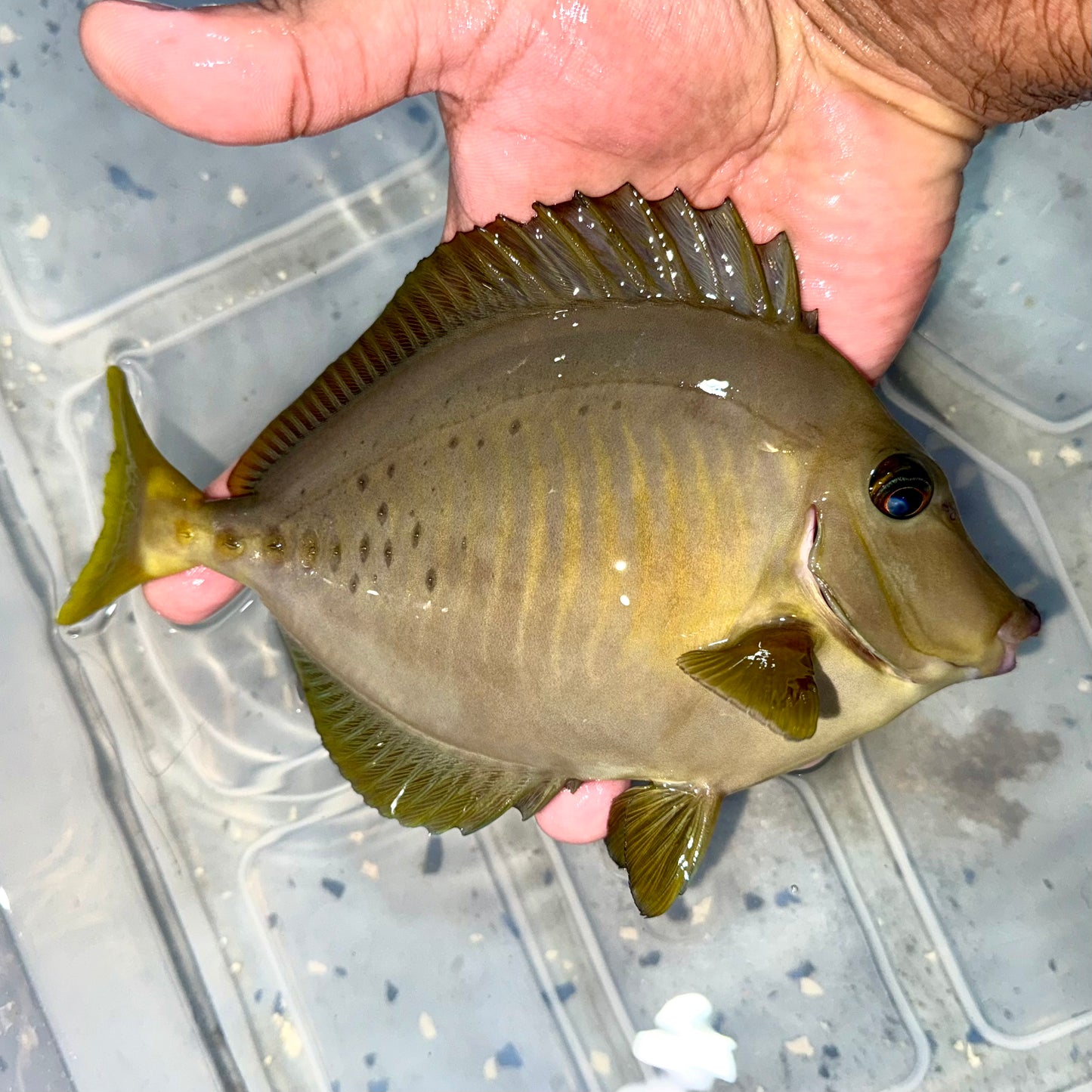 Sawtail tang 8” Indonesia (Prionurus chrysurus)