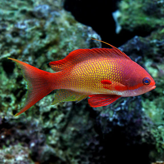 Lyretail anthias male Indian Ocean 2-3” (Pseudanthias squamipinnis)