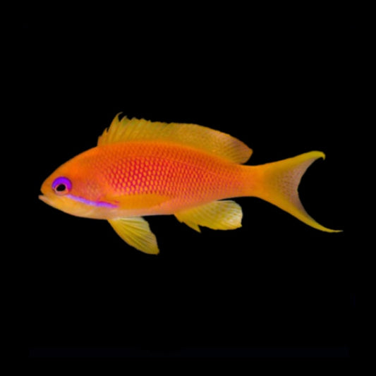 Lyretail anthias female 2-3” (Pseudanthias squamipinnis)