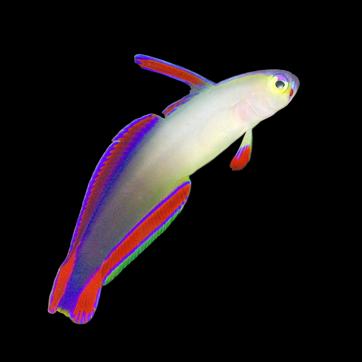 Purple Firefish
(Nemateleotris decora)