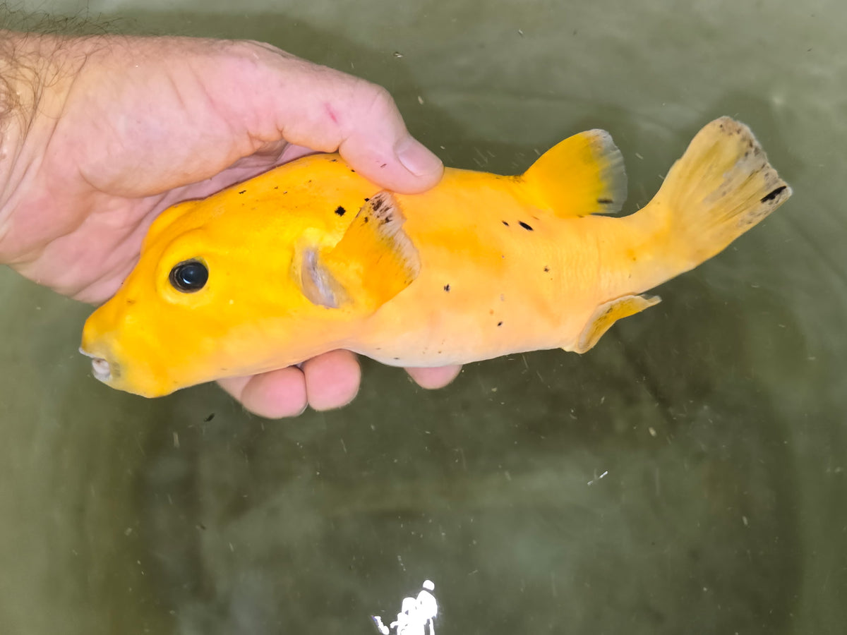 Golden Puffer 8” Christmas Island (Arothron meleagris)