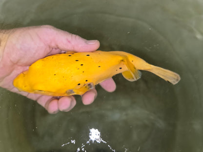 Golden Puffer 8” Christmas Island (Arothron meleagris)