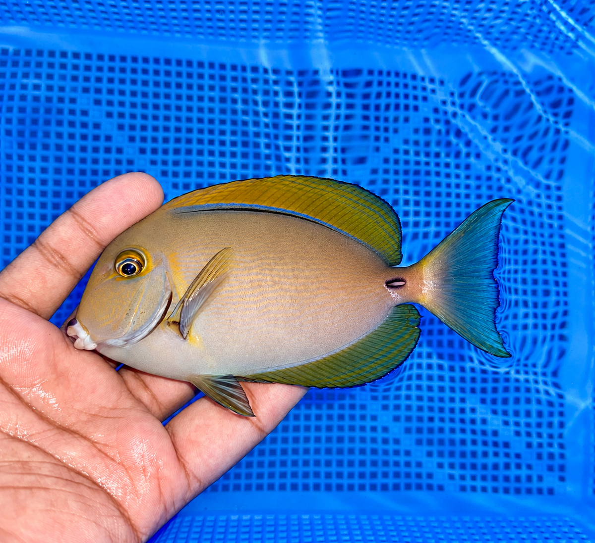 Dussumeri Tang 4-5” (Acanthurus dussumieri)