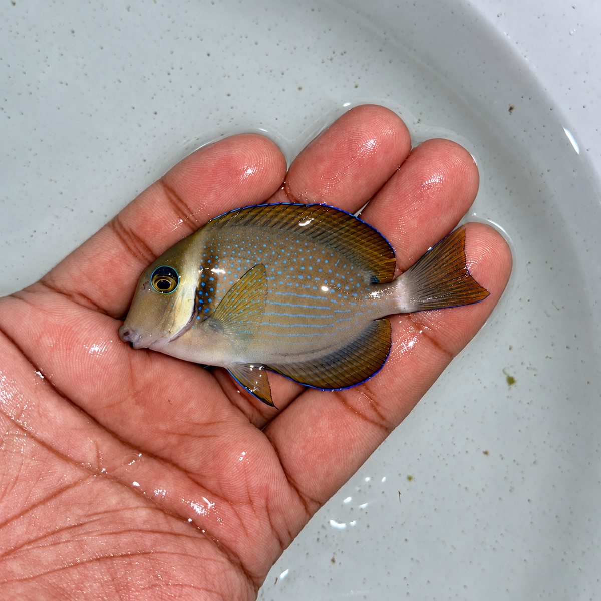 Whitebar Tang 2.5-3” (Acanthurus leucopareius)