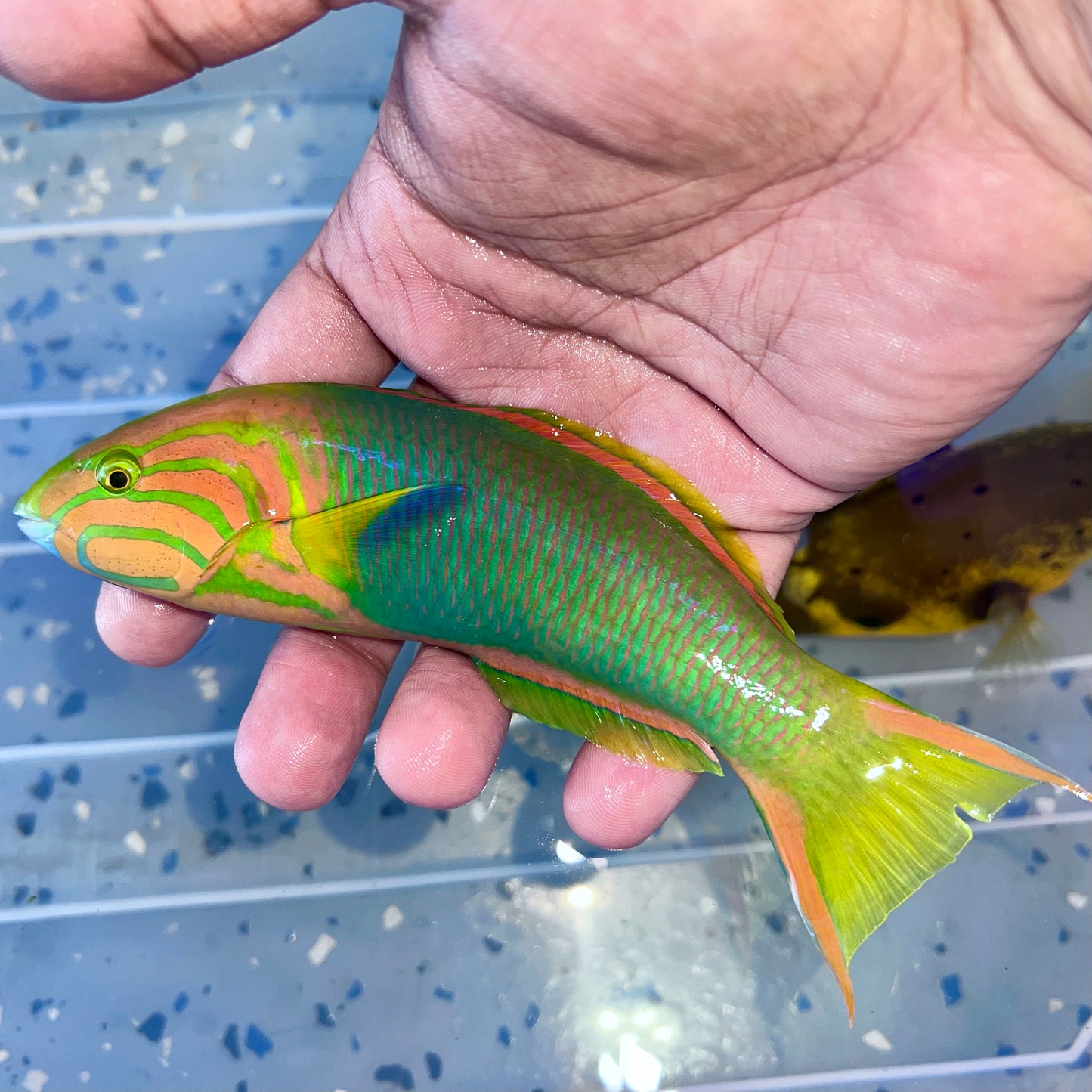 Banana wrasse male 5-6" (Thalassoma lutescens)