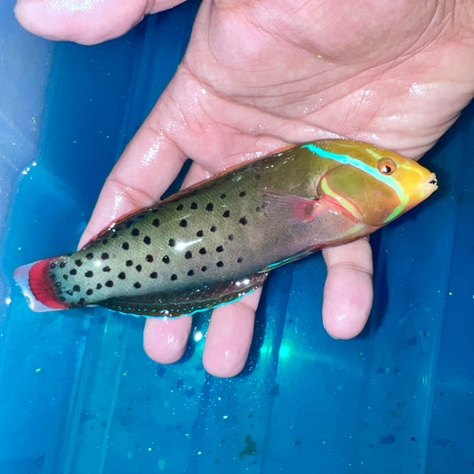 Formosa wrasse 6-7" Sri Lanka (Coris formosa)