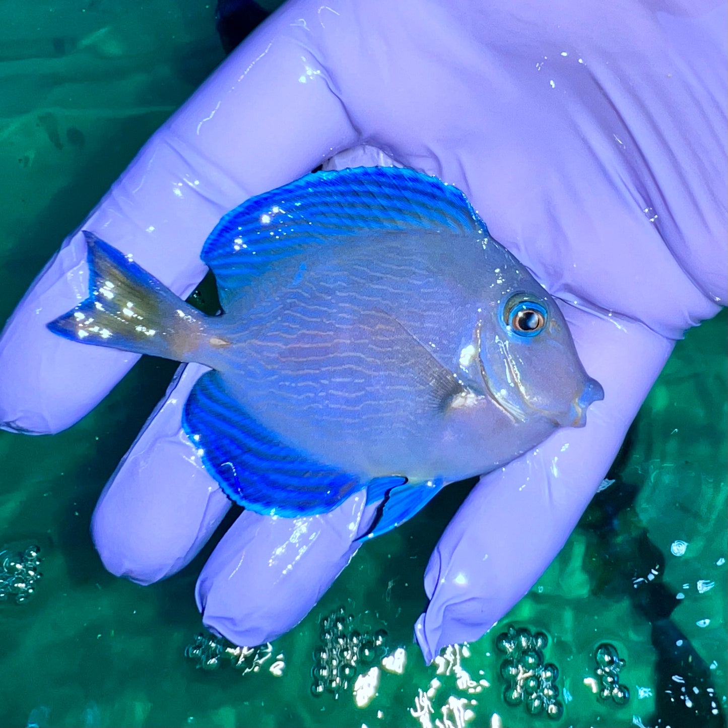 Atlantic blue tang in hand