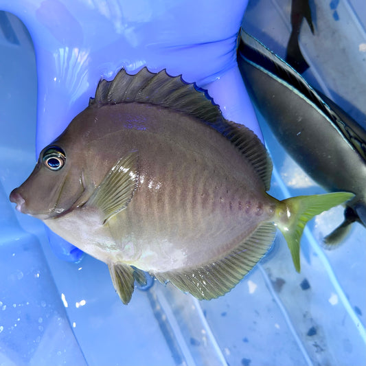 Sawtail tang 5-6" Indonesia (Prionurus chrysurus)