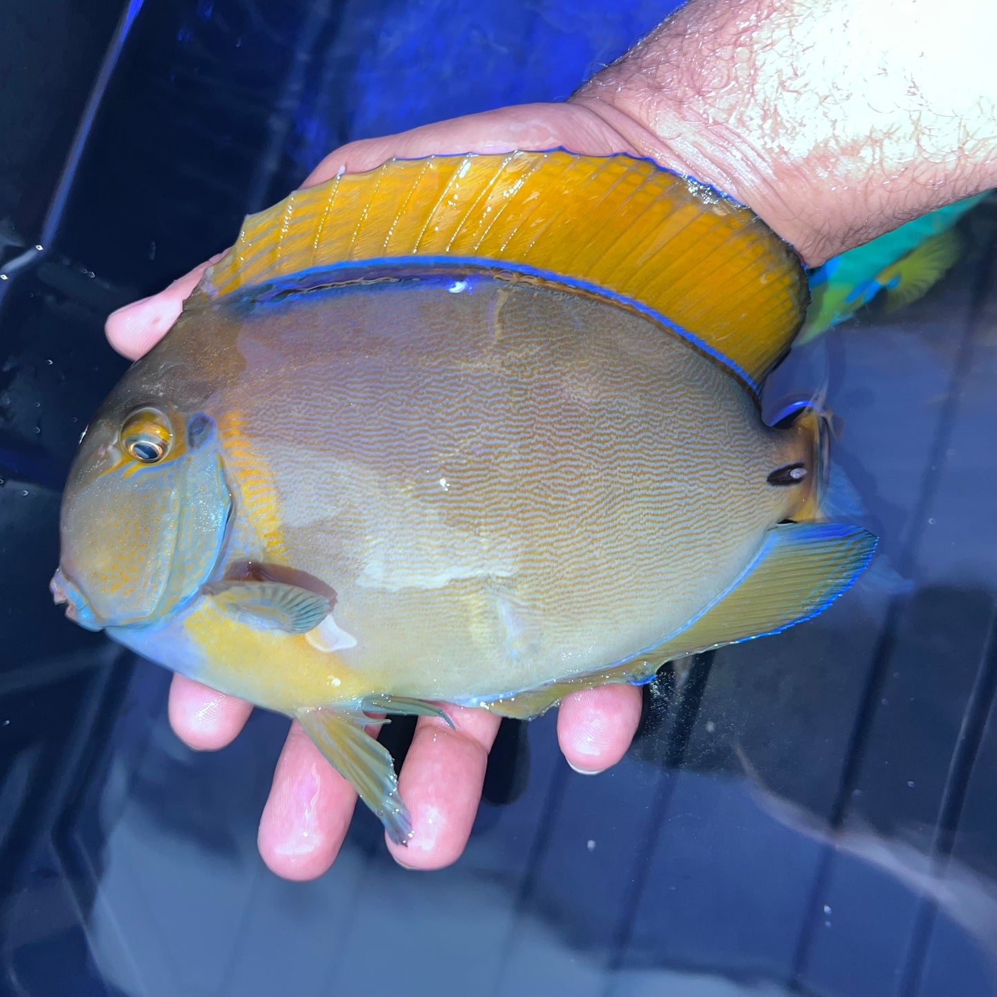 Bariene Tang 9-10" (Acanthurus bariene)