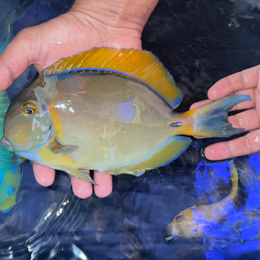 Bariene Tang 9-10" (Acanthurus bariene)