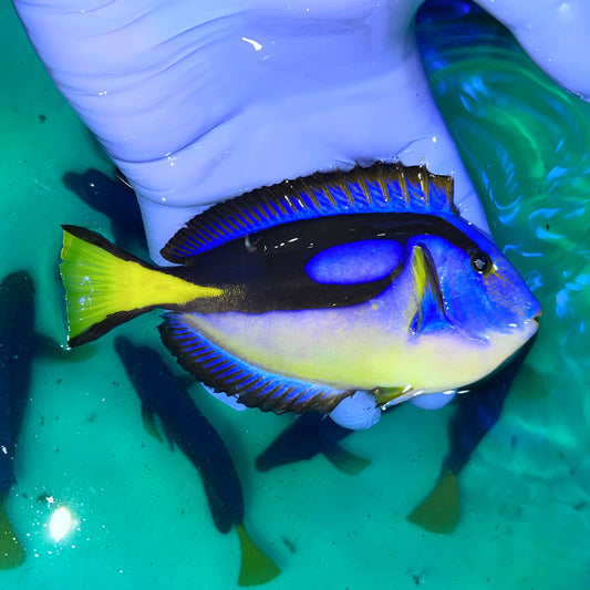 Yellow Belly Blue hippo tang 4"-5”Africa (Paracanthurus hepatus var.)