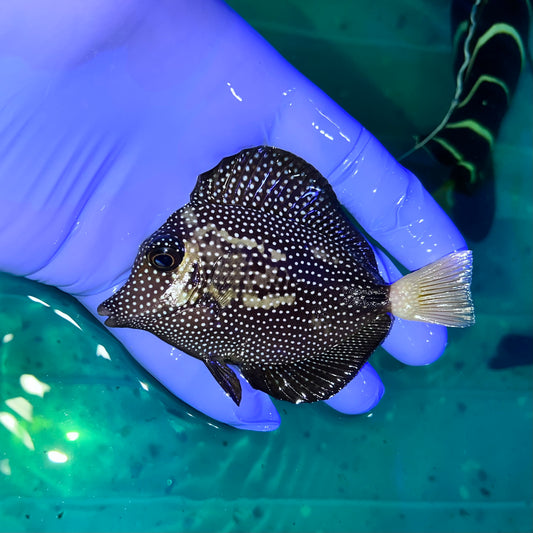 Gem Tang 4" (Zebrasoma gemmatum)