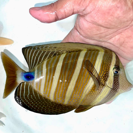 Sailfin tang 5-6" Indonesia (Zebrasoma velifer)