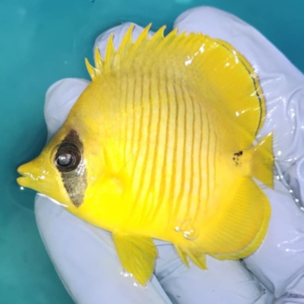 Golden Butterflyfish 3.5-4.5”
(Chaetodon semilarvatus)