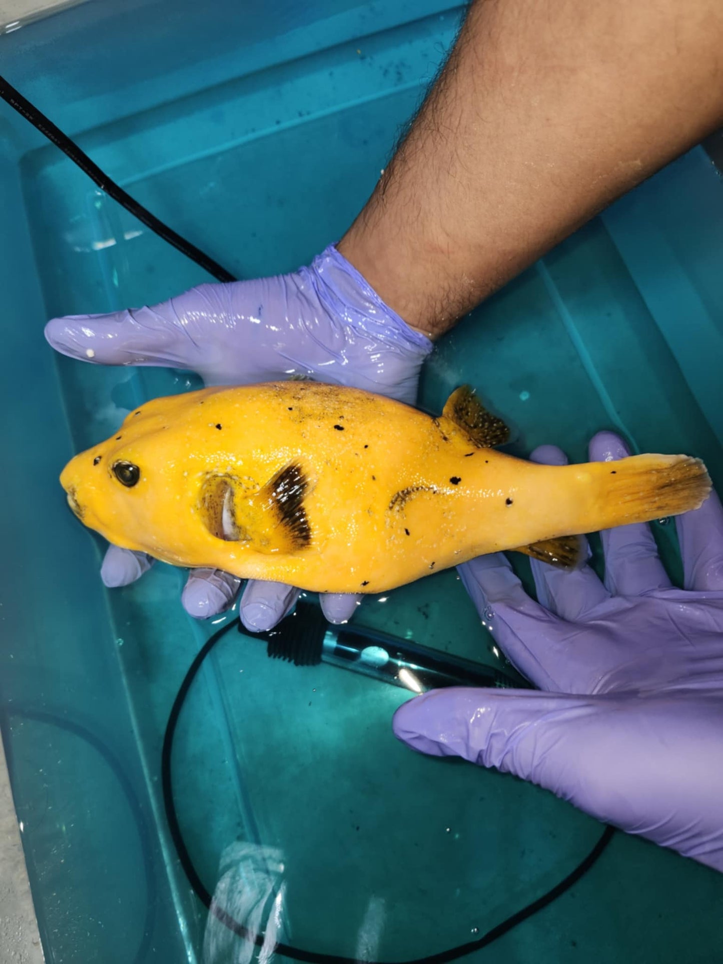 Golden Puffer 11” Kenya(Arothron meleagris)