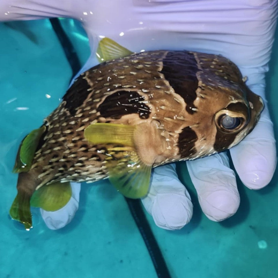 Porcupine Pufferfish Large 5"-6" (Diodon holocanthus)