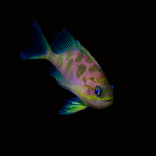Tropical Tides Aquatics: Quarantined Marine Fish for a Healthy Reef ...