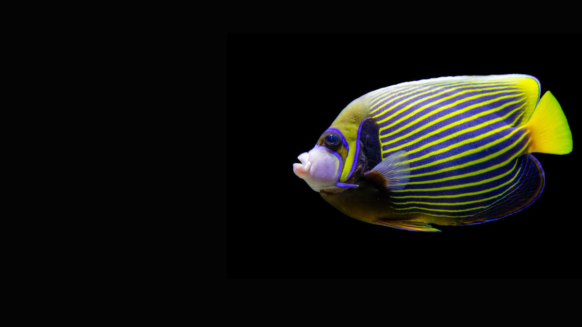 Tropical Tides Aquatics: Quarantined Marine Fish for a Healthy Reef ...