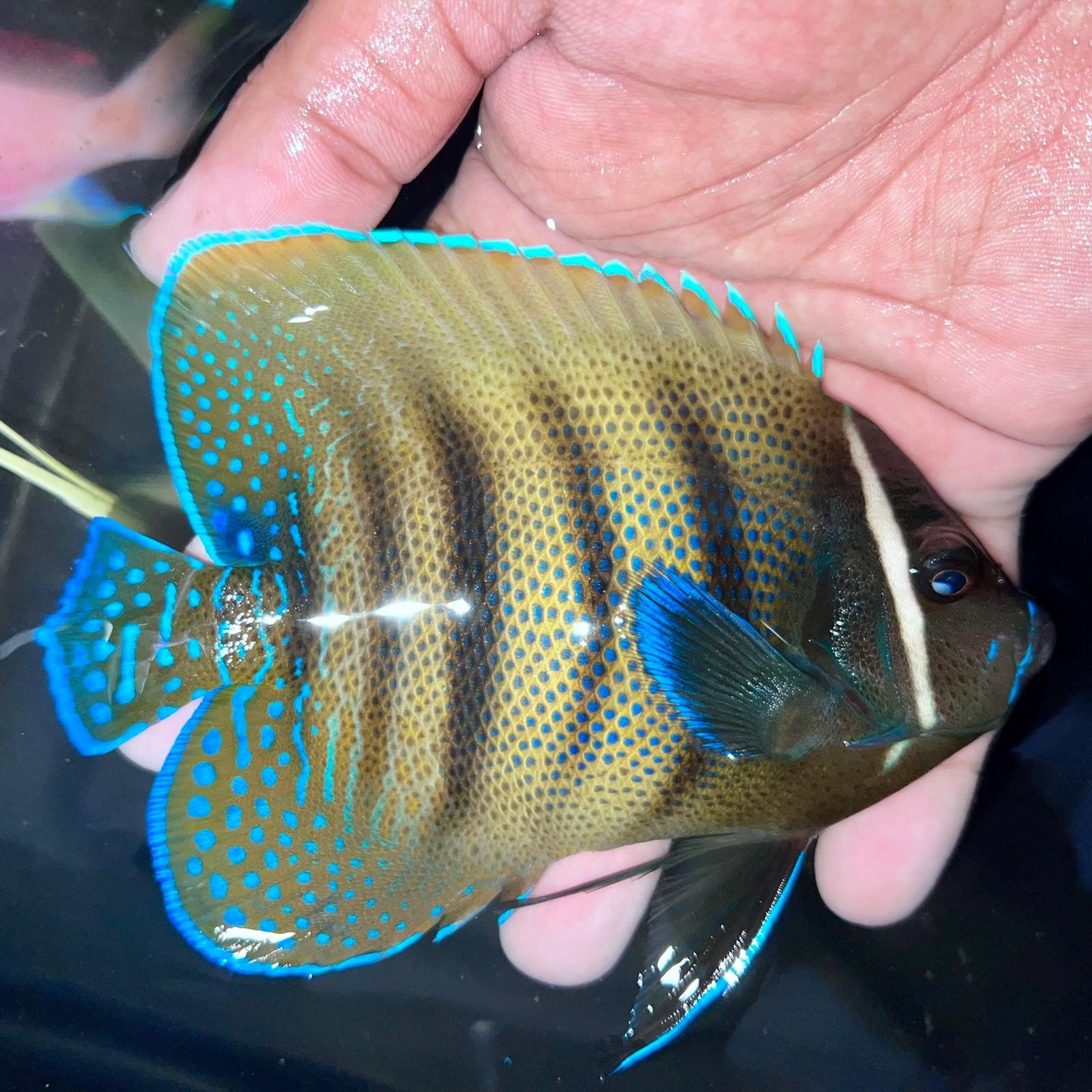 Six Bar Angelfish 4.5-5.5”
(Pomacanthus sexstriatus)