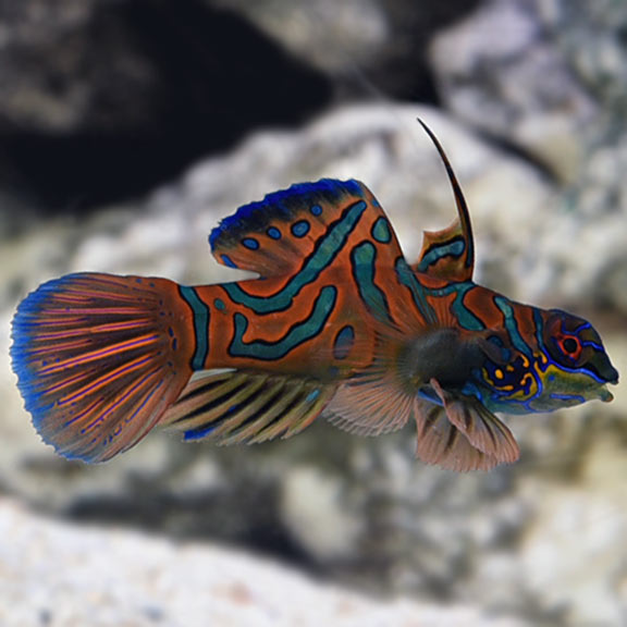 Red Mandarin (Synchiropus cf. splendidus)