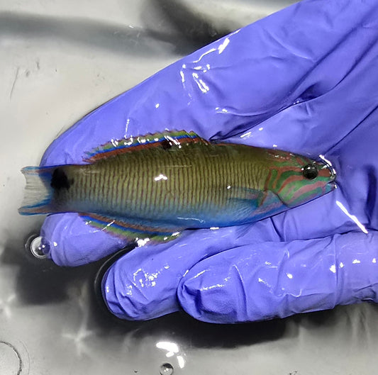 Lunare Wrasse (Thalassoma lunare)