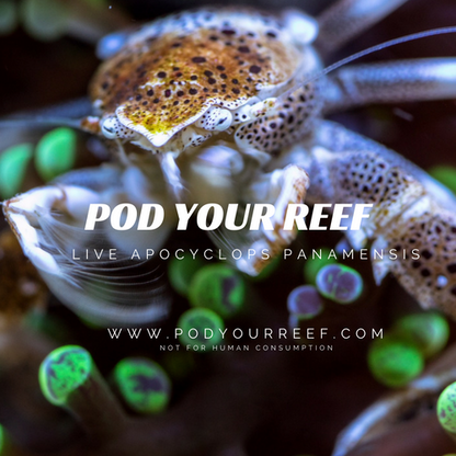 Apocyclops panamensis Reef Copepods