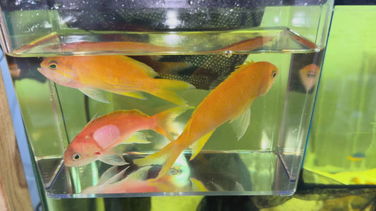 Squareback Anthias Trio (Pseudanthias pleurotaenia)
