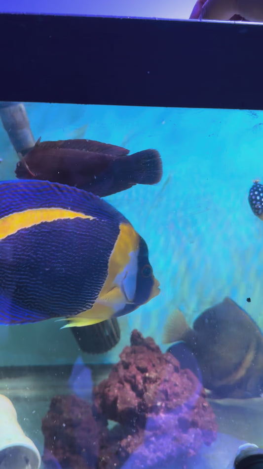 Scribbled Angelfish Male 8.5" Chaetodontoplus duboulayi)