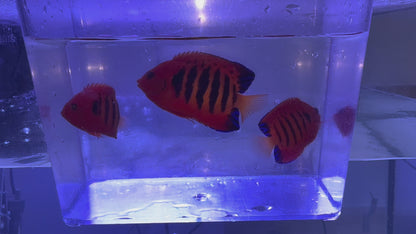 Christmas Island Flame Angel Trio (Centropyge loricula)