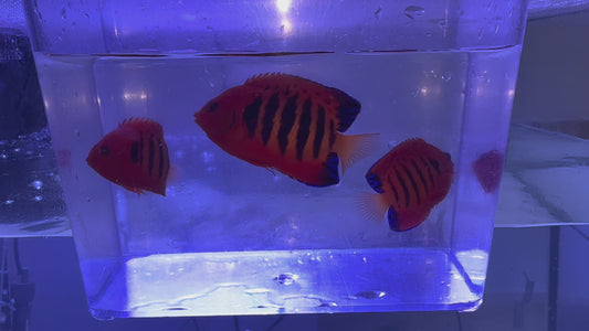 Christmas Island Flame Angel Trio (Centropyge loricula)