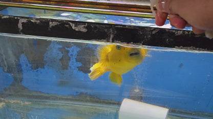 Golden Puffer ~12” Kenya (Arothron meleagris)