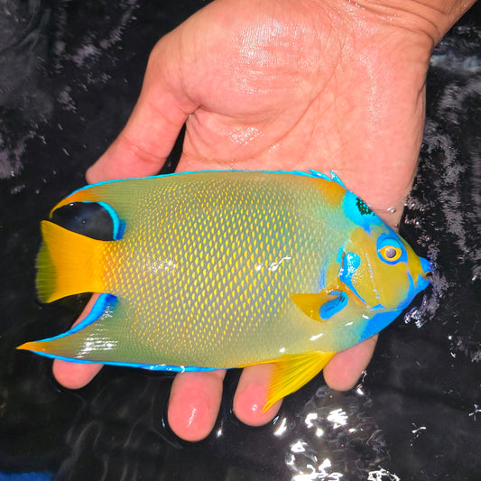 Queen angel 6.5-7” Caribbean (Holacanthus ciliaris)