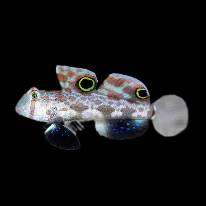 Two Spot Goby (Signigobius biocellatus)