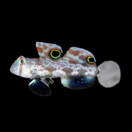 Two Spot Goby (Signigobius biocellatus)