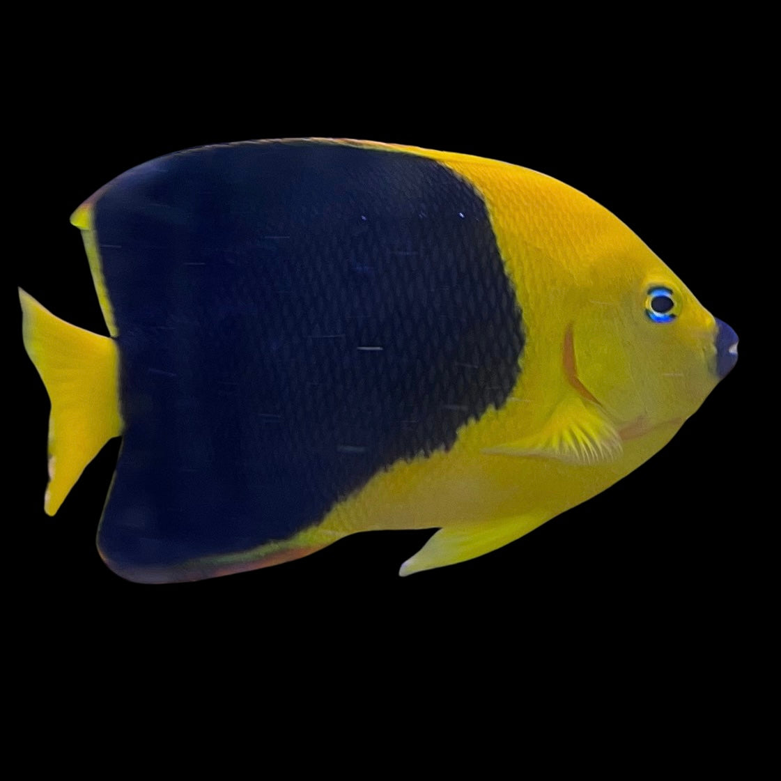 Rock Beauty Angelfish 4-5”